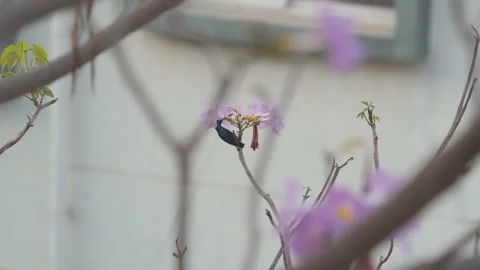 Chirping purple sunbird Stock Footage 274371689