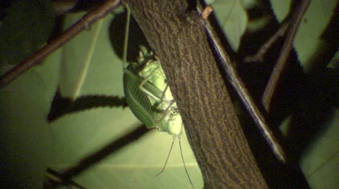 Chirping of a true katydid Vidéo 64803502