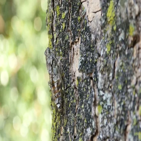 Chirring cicada on tree close up Video stock 69464219