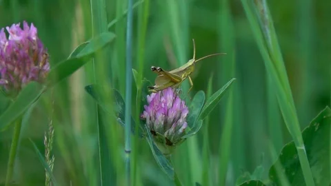 Chirring small green grasshopper  on a clover flower, slow motion Stock Footage 110191243