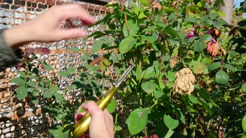 чистка куста розы Stock Footage 228733436