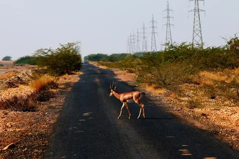 CHITAL 4 스톡 사진