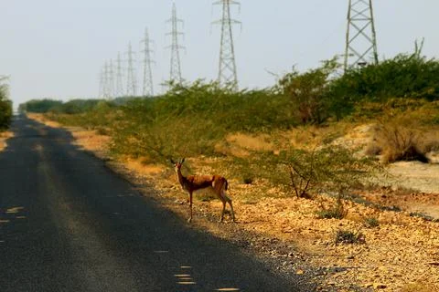 CHITAL 9 스톡 사진
