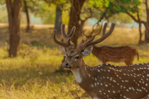 Chital aka Spotted deer ( male) with new antler from Ranthambore Stock Photos