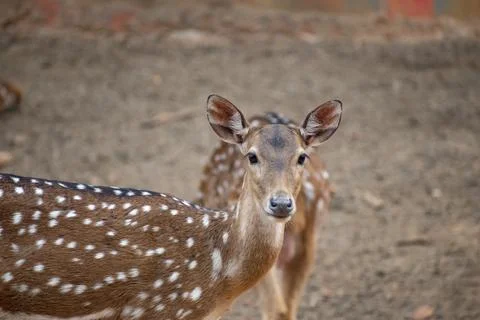The chital (Axis axis), also known as spotted deer, chital deer, and axis dee Stock Photos