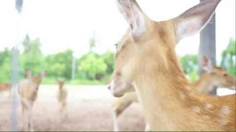 Chital deer in a farm Stock Footage 54575495