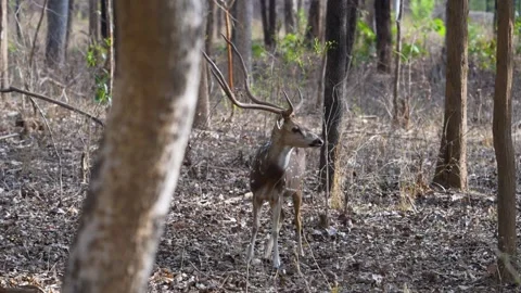 Chital deer looking around in the jungle of pench national park Stock Footage 337940964