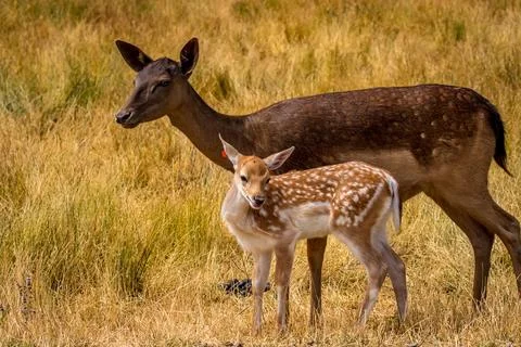 Chital deer in the open Stock Photos