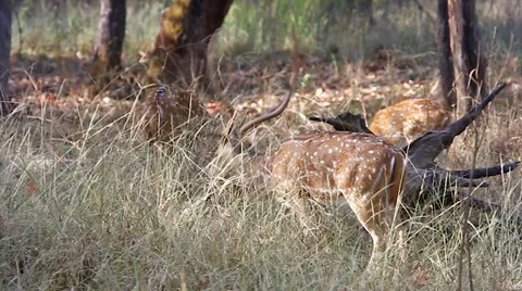 Chital or Cheetal (Axis axis) in the forests of Bandhavgarh, India. Stock Footage 37520126