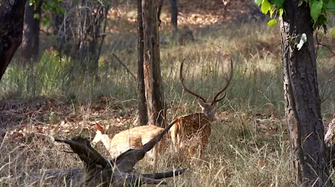 Chital or Cheetal (Axis axis) in the forests of Bandhavgarh, India. Stock Footage 37520150