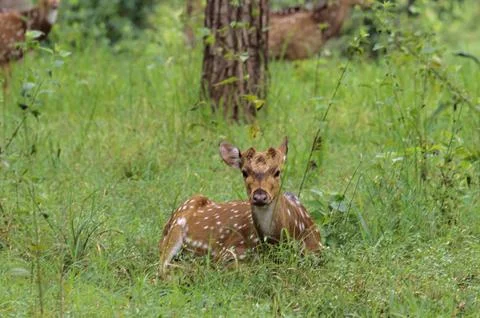 Chital Stag - (Axis axis) - Without antlers, At Nagarhole National Park, So.. Stock Photos