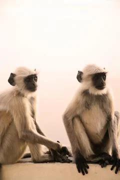 Chitchat Stock Photos