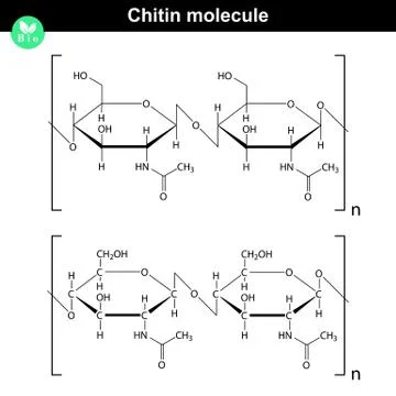 Chitin molecule Stock Illustration
