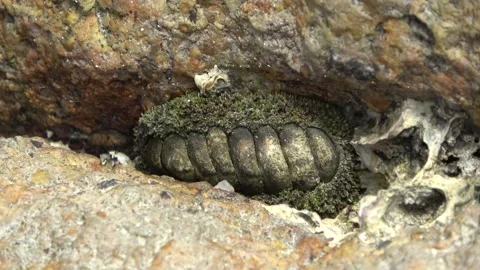 Chiton, Malaysia Stock Footage 185461658