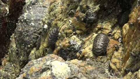 Chiton, Malaysia Video stock 185462164