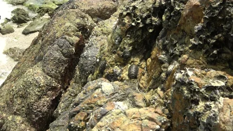 Chiton, Malaysia Video stock 185462187