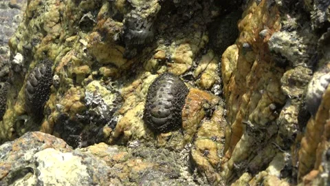 Chiton, Malaysia Stock Footage 185463476