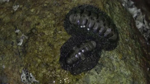Chiton, Malaysia Video stock 206577248