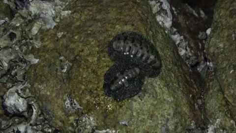 Chiton, Malaysia Stock Footage 206577509