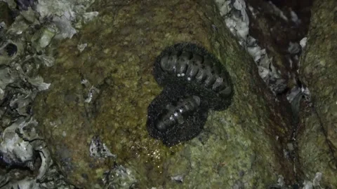 Chiton, Malaysia Video stock 206577661