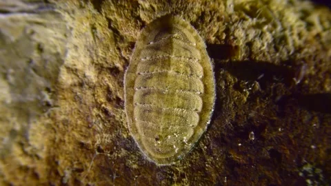 Chiton or coat-of-mail shell on the sea bottom. 스톡 동영상 255201681
