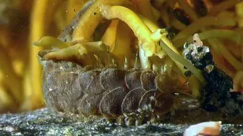 Chiton's armored existence under arctic waters in the white sea Video stock 316212338