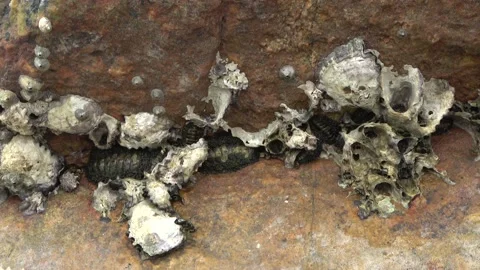 Chitons, Malaysia Stock Footage 180933436