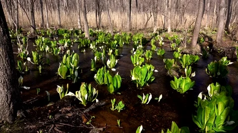 Chitose Lake's Skunk Cabbage Video stock 332305315