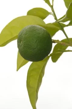 Chitrus Stock Photos