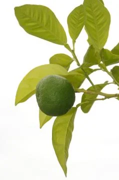 Chitrus Stock Photos