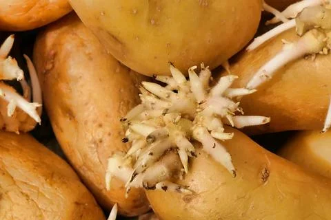 Chitting Potatoes. Stock Photos