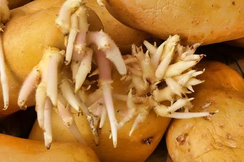 Chitting Potatoes. Stock Photos