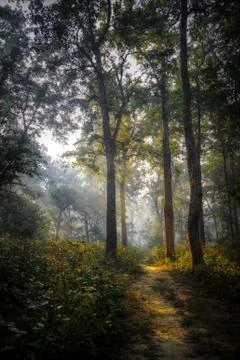 Chitwan National Park Stock Photos