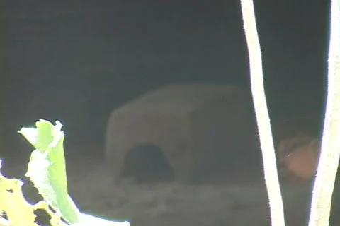 Chitzen Itza Video stock 634050