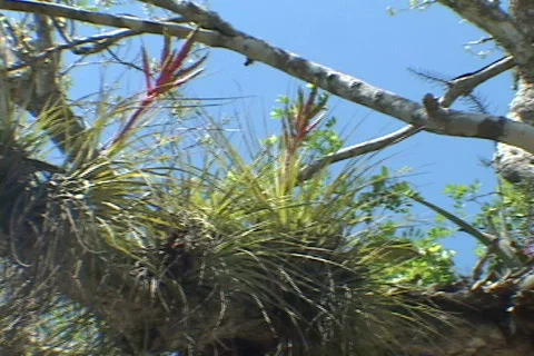 Chitzen-Itza-Yucatan-Peninsula-Tree-1 Stock Footage 634104
