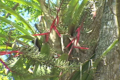 Chitzen-Itza-Yucatan-Peninsula-Tree-2 스톡 동영상 634105