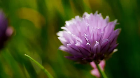 Chive flower, allium herb, close up Stock Footage 38333659