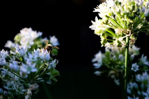Chive Flower with Bee 스톡 사진