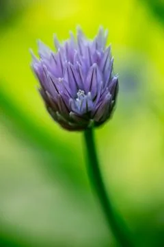 Chive flower blooming Stock Photos