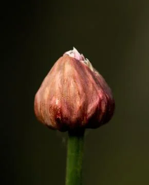 Chive Flower Bud Just Beginning to Open Stock Photos