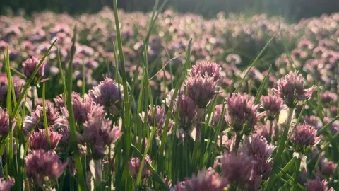 Chive Flower Field Stock Footage 313866992