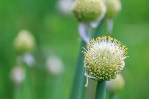 Chive flower Foto stock