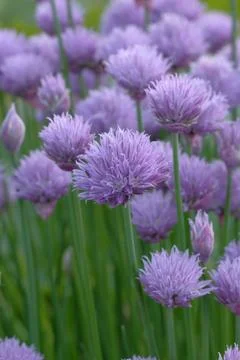 Chive flower Stock Photos