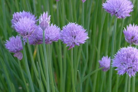 Chive flower Stock Photos