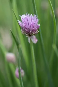 Chive flower Stock Photos