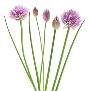 Chive  flower Stock Photos