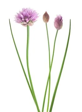 Chive  flower Stock Photos
