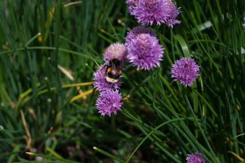 Chive flower 스톡 사진