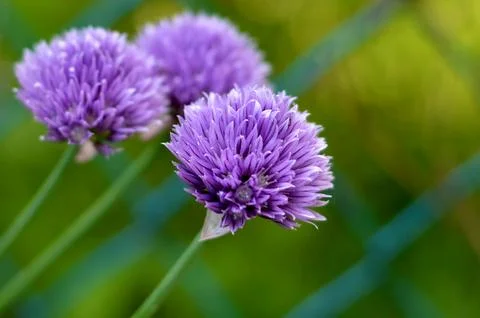 Chive flowers closeup Foto stock