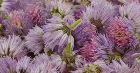 Chive flowers closeup rotating selective focus Stock Footage 200838469